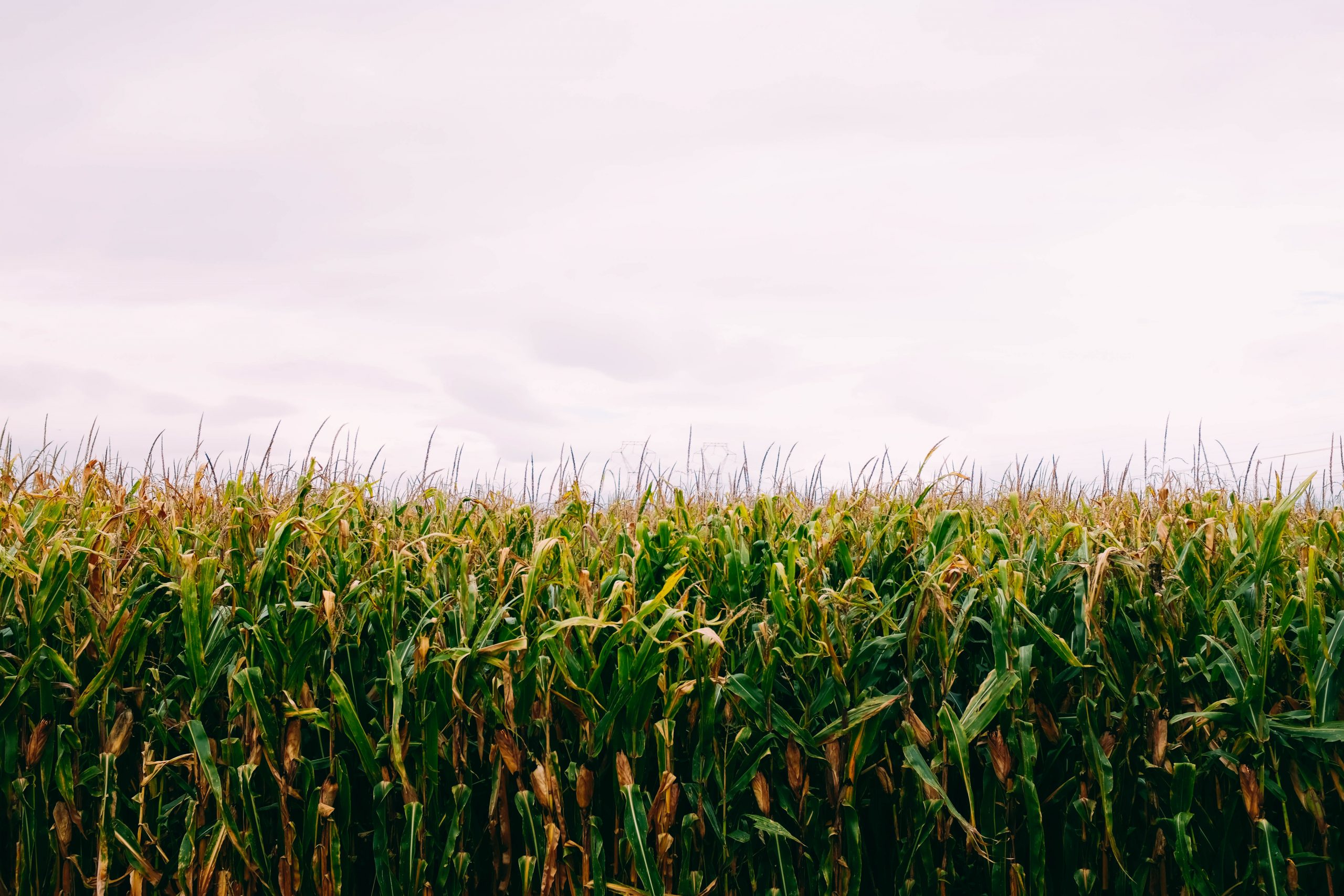 “La Niña”: buenas noticias para la primavera 2024 y malas para el verano 2025