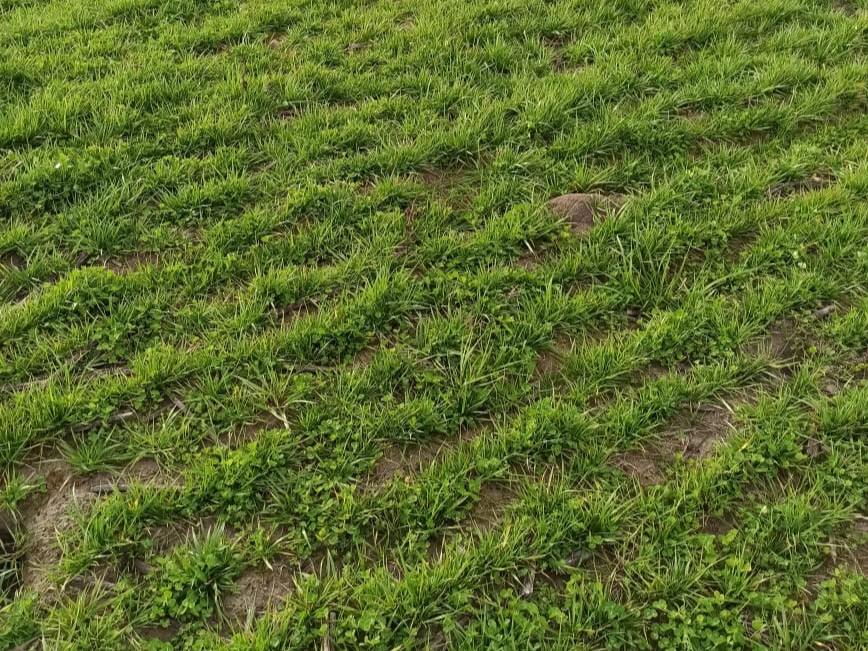 Desde 25 de Mayo, Carlos Jusit elige para pasturas los lotes que vienen de uno o dos años de maíz de pastoreo seguidos por girasol.