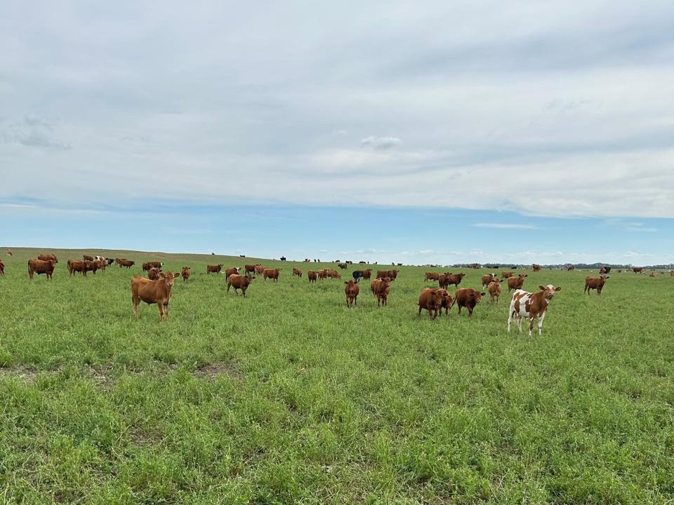 En Quemú José Berretta elige las mezclas según el ambiente: alfalfa, pasto ovillo, cebadilla y festuca en lotes de mayor potencial, alfalfa con agropiro en bajos, y pasto llorón en lomas erosionables. 