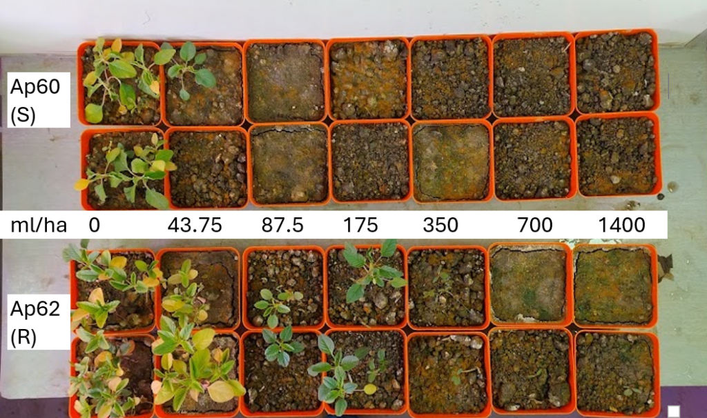 Nacimientos de plantas de Amaranthus palmeri con dosis crecientes de Sulfentrazone, ensayo 1.