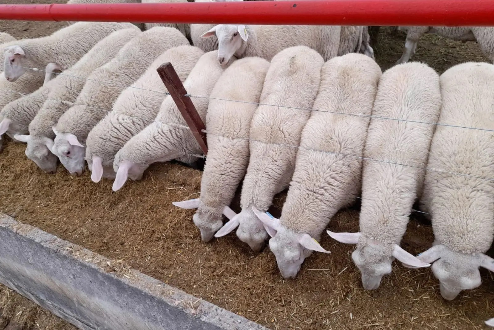 Recomendaciones para la implementación del engorde a corral de corderos