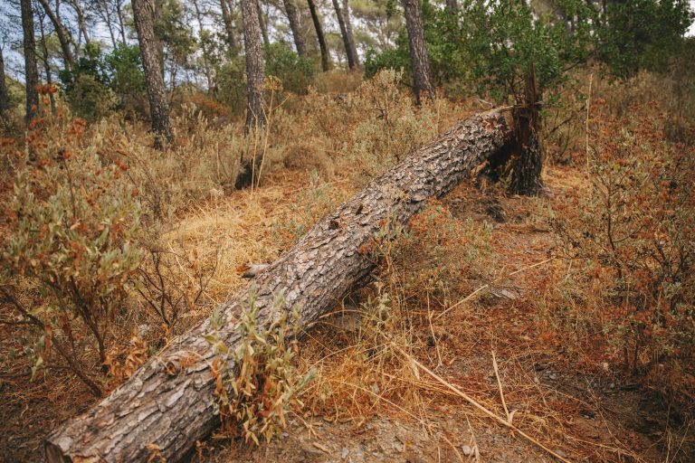 Ganadería: «El Parlamento europeo confirmó la prórroga del reglamento anti deforestación»