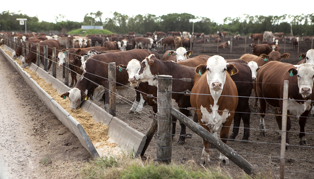 Feedlots: La suba del gordo mejora tempranamente la relacion insumo-producto para el engorde