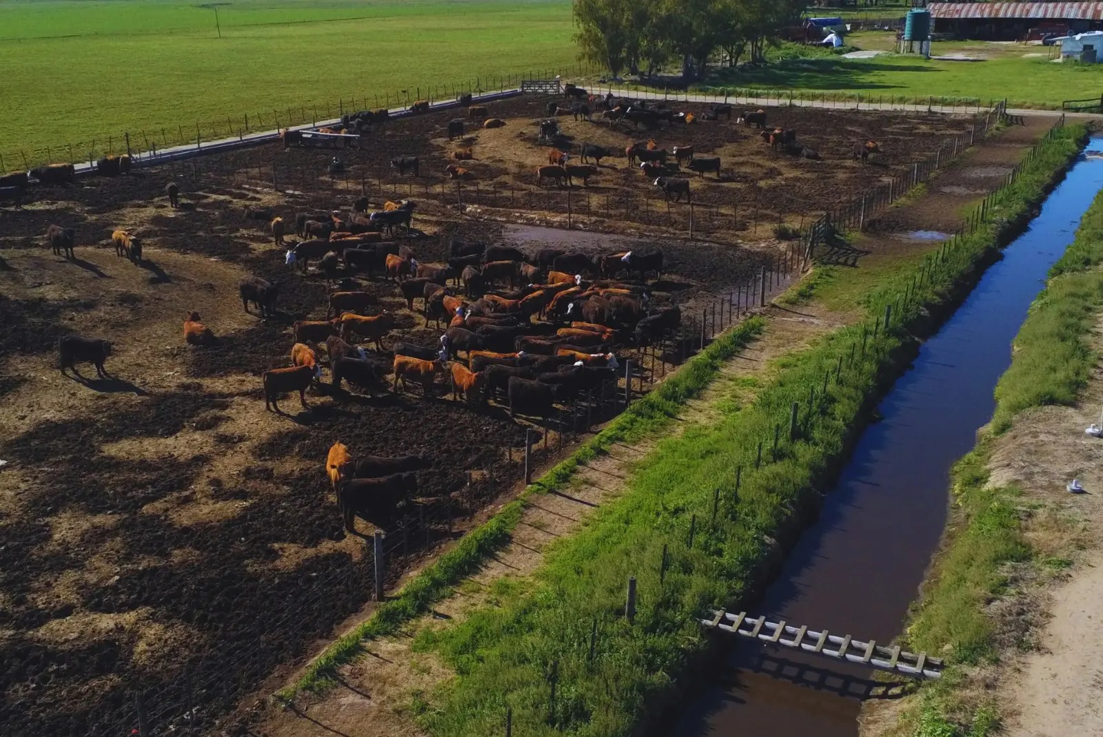 Impulsan estrategias innovadoras para la gestión en feedlots