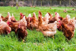 Gripe Aviar: profundizan los cuidados de bioseguridad