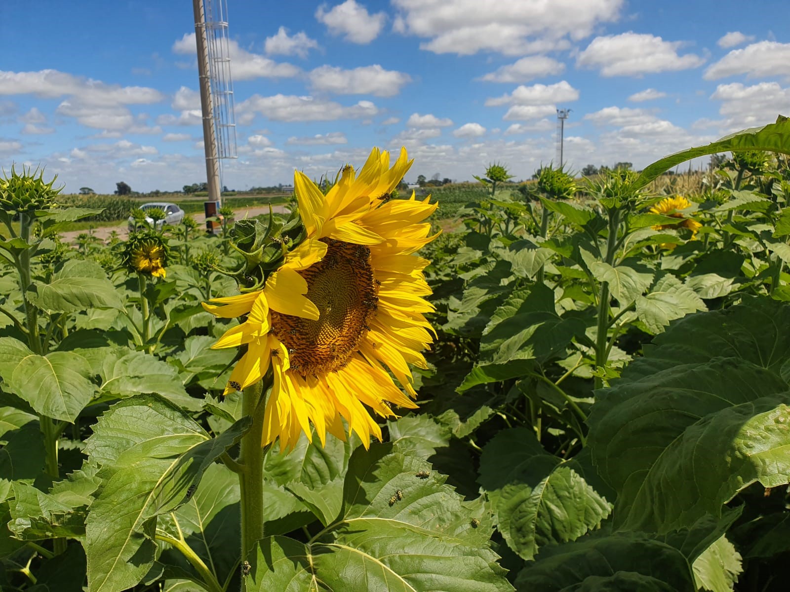 ¿Por qué el girasol es una apuesta recomendable para productores del noroeste bonaerense?