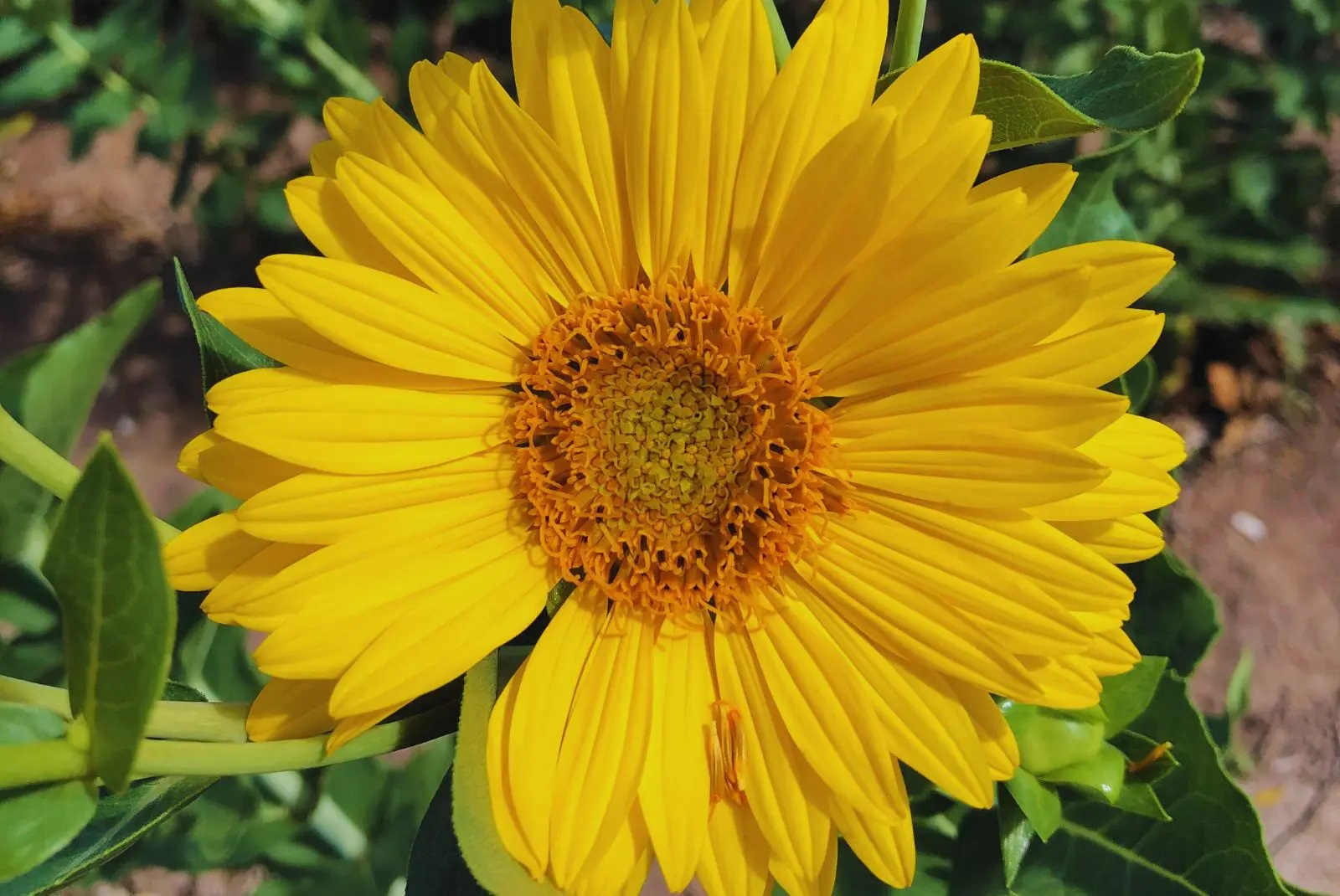 Estudian el potencial del girasol perenne como alternativa forrajera