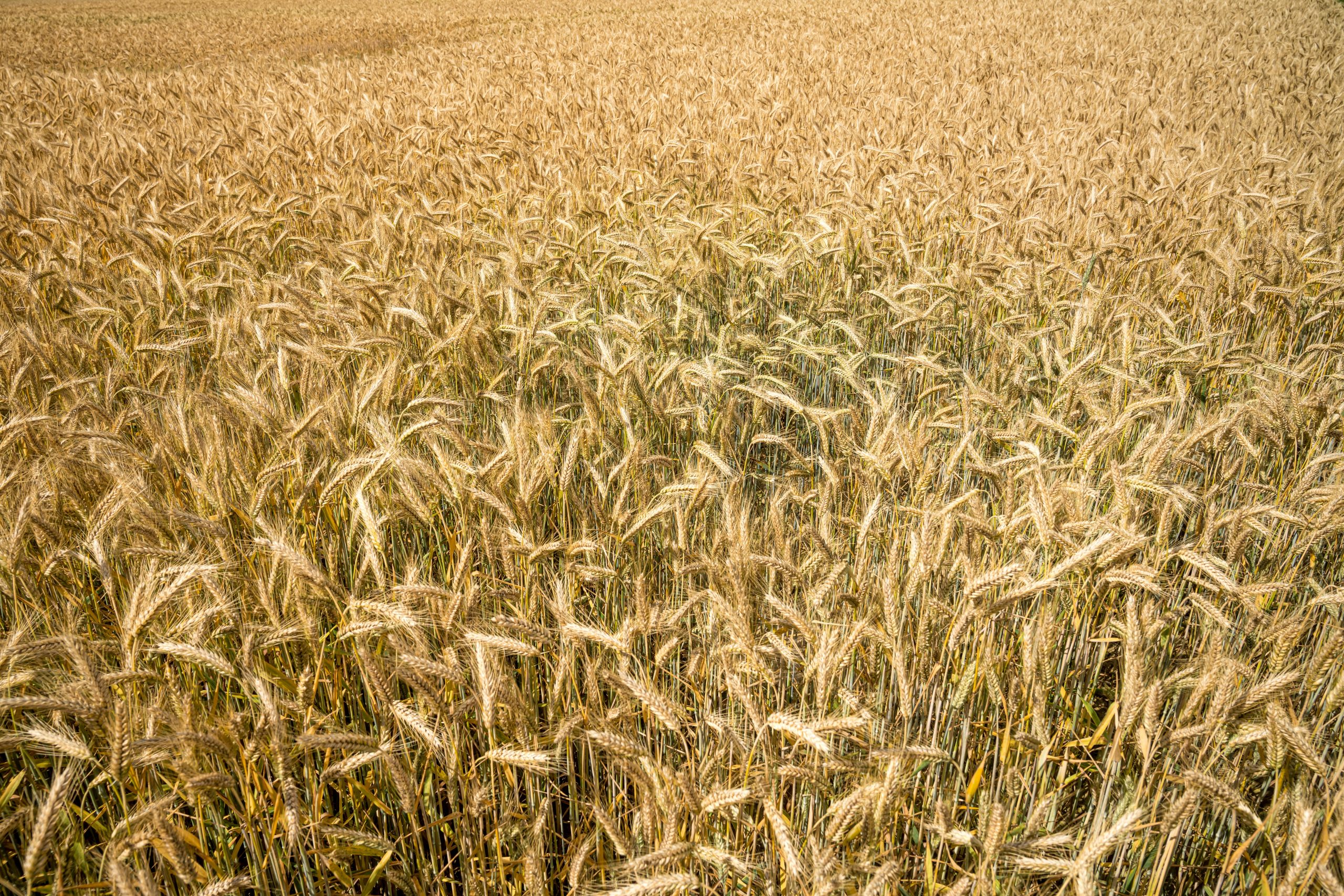 En plena definición del trigo y sin agua, se pierde al menos un 10% del potencial en zona núcleo