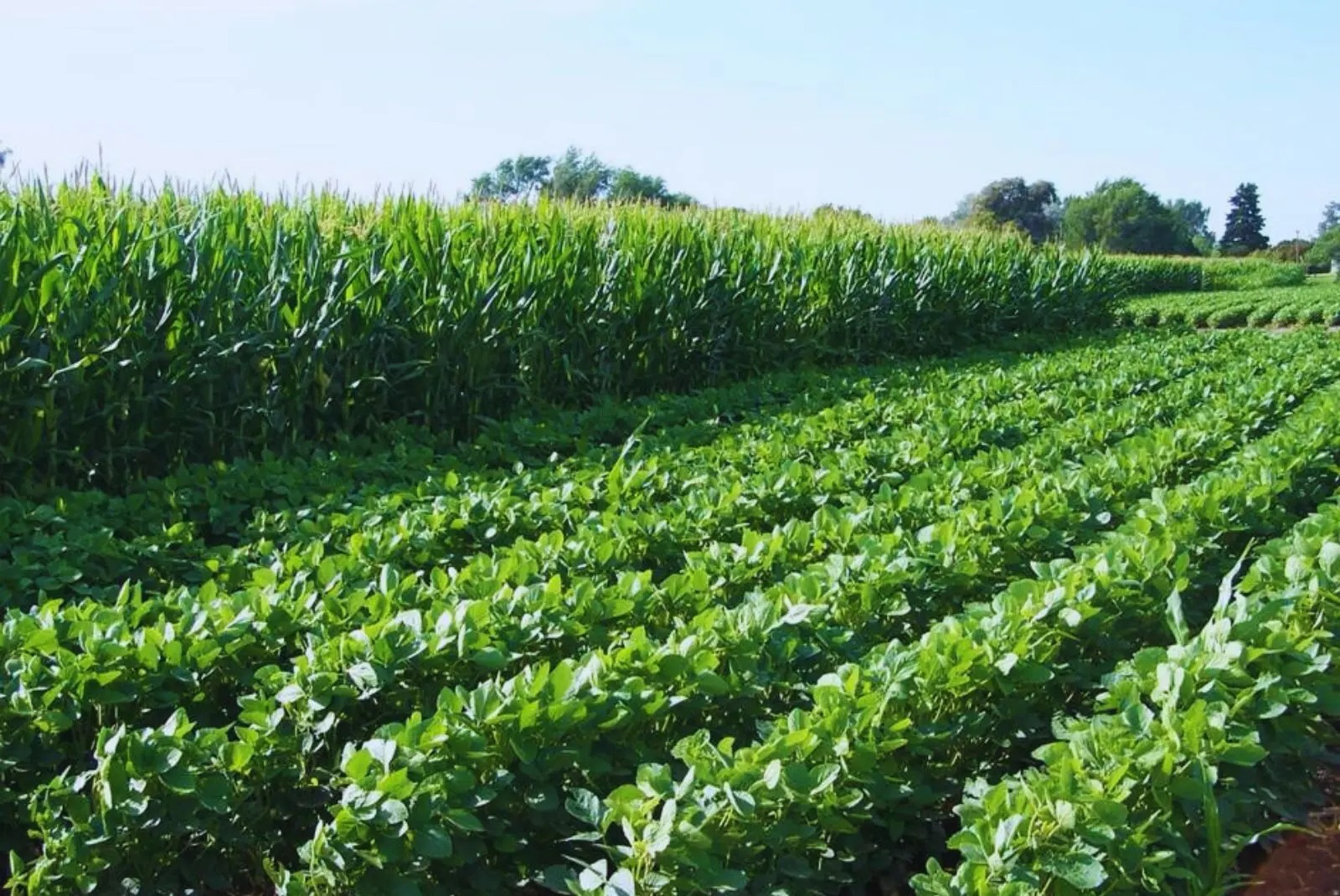 Ensayos de larga duración, fundamentales para la agricultura del futuro