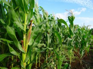 Santa Rosa trajo alivio parcial al campo: las lluvias impulsan la siembra de maíz en la región núcleo