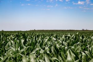 Crece la fertilización en maíz, pero la brecha aún es importante