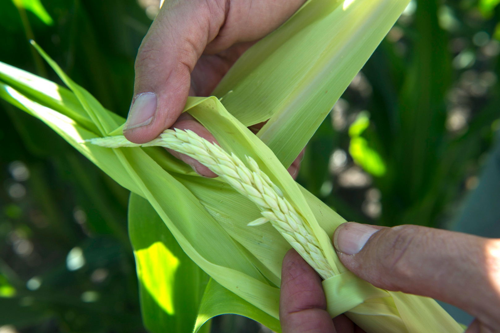 El INTA logró secuenciar el genoma de la chicharrita del maíz
