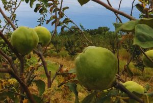 El INTA impulsa la producción de membrillo como cultivo alternativo