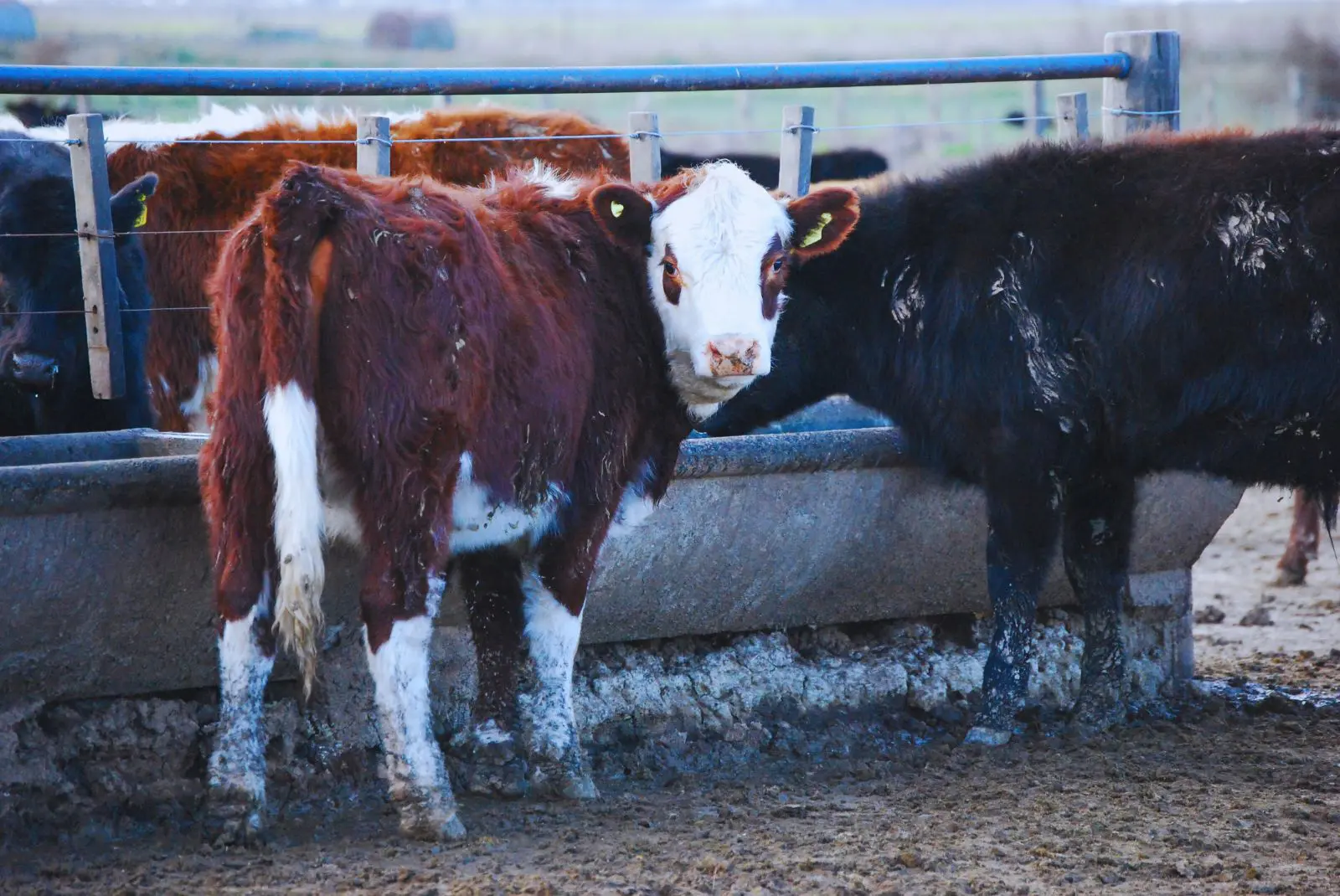 Ola de calor: cómo asegurar el bienestar animal en bovinos