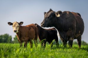 Disminución en la oferta de terneros de invernada y leve reducción de costos en la producción