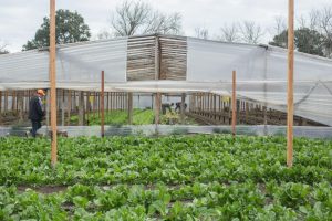 Pueblo Verde, una cooperativa que reúne la producción hortícola agroecológica con la inclusión social