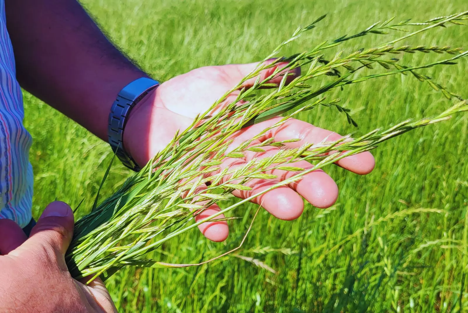 Crean un cultivo estratégico para el pastoreo