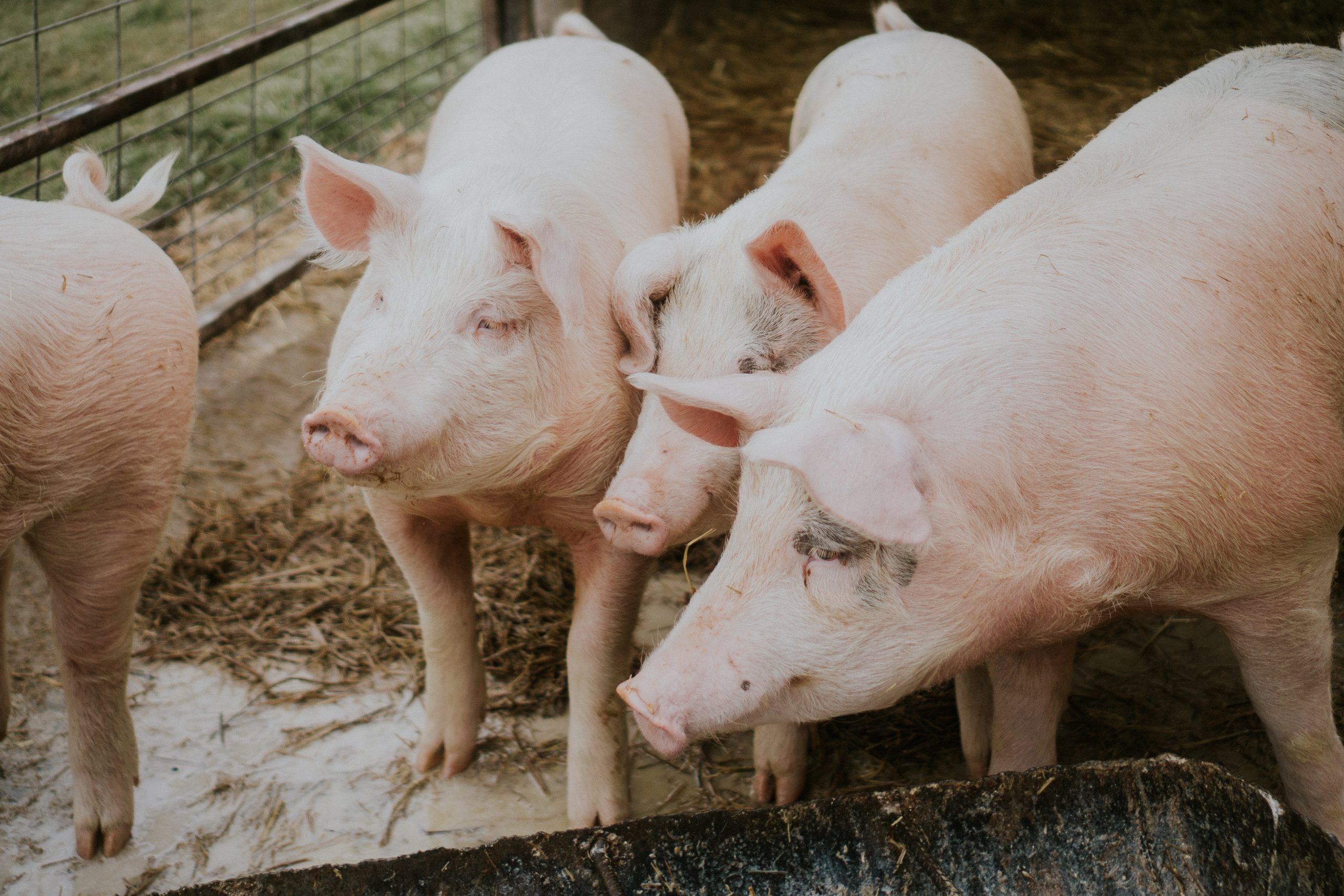 Carne de cerdo: cinco razones para aumentar su consumo