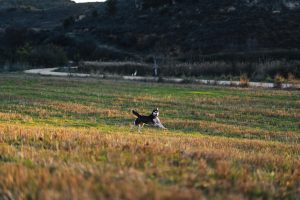 Presentan RUS Pet Care, una solución integral para el bienestar animal