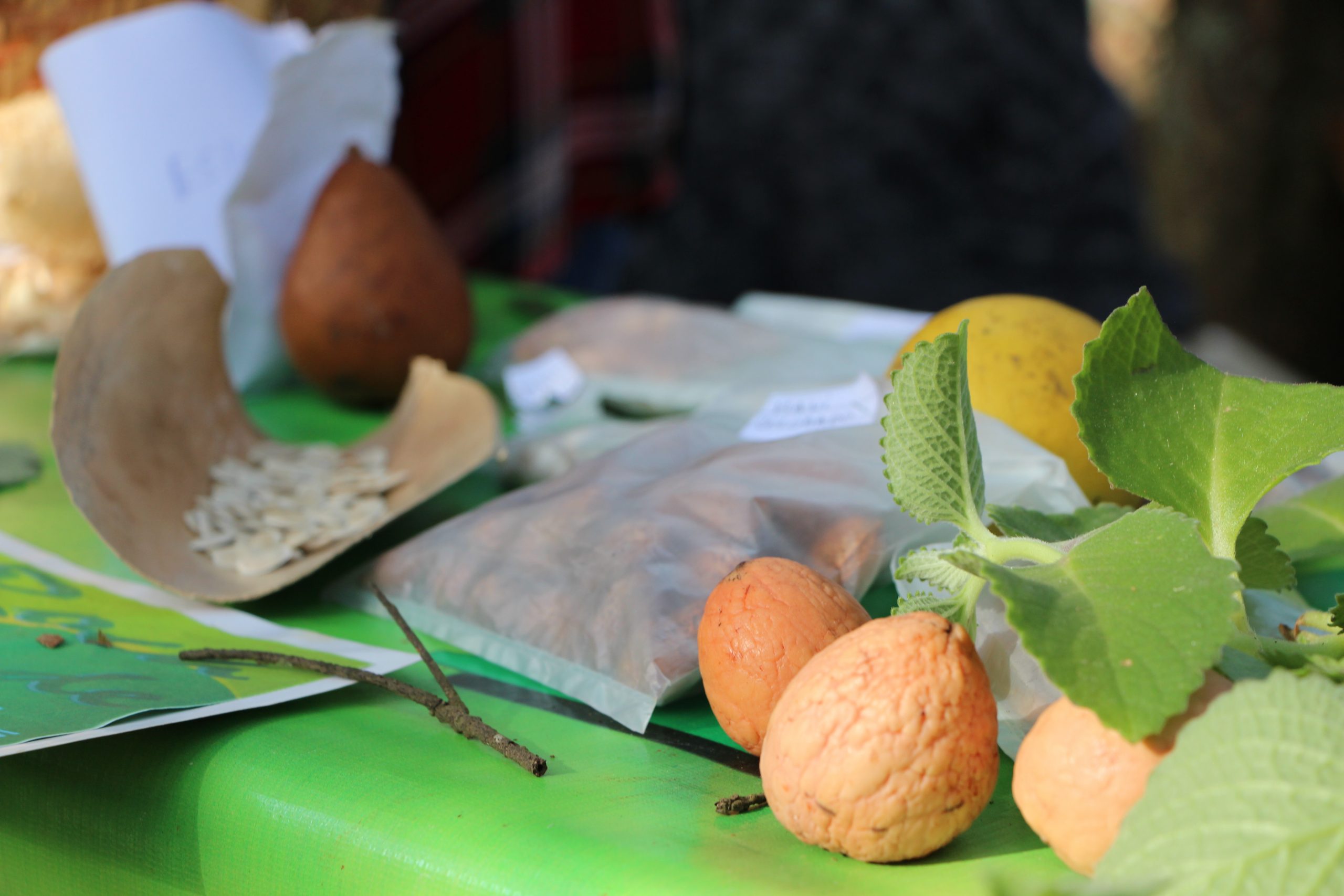 Misiones: llega la Feria Provincial de Semillas Nativas y Criollas