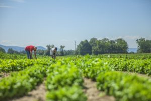 Argentina: líder en agricultura orgánica, con la tercera mayor superficie sembrada