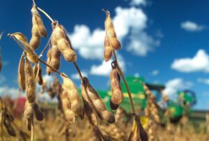 Soja: Aumentan los costos y persiste el riesgo climático