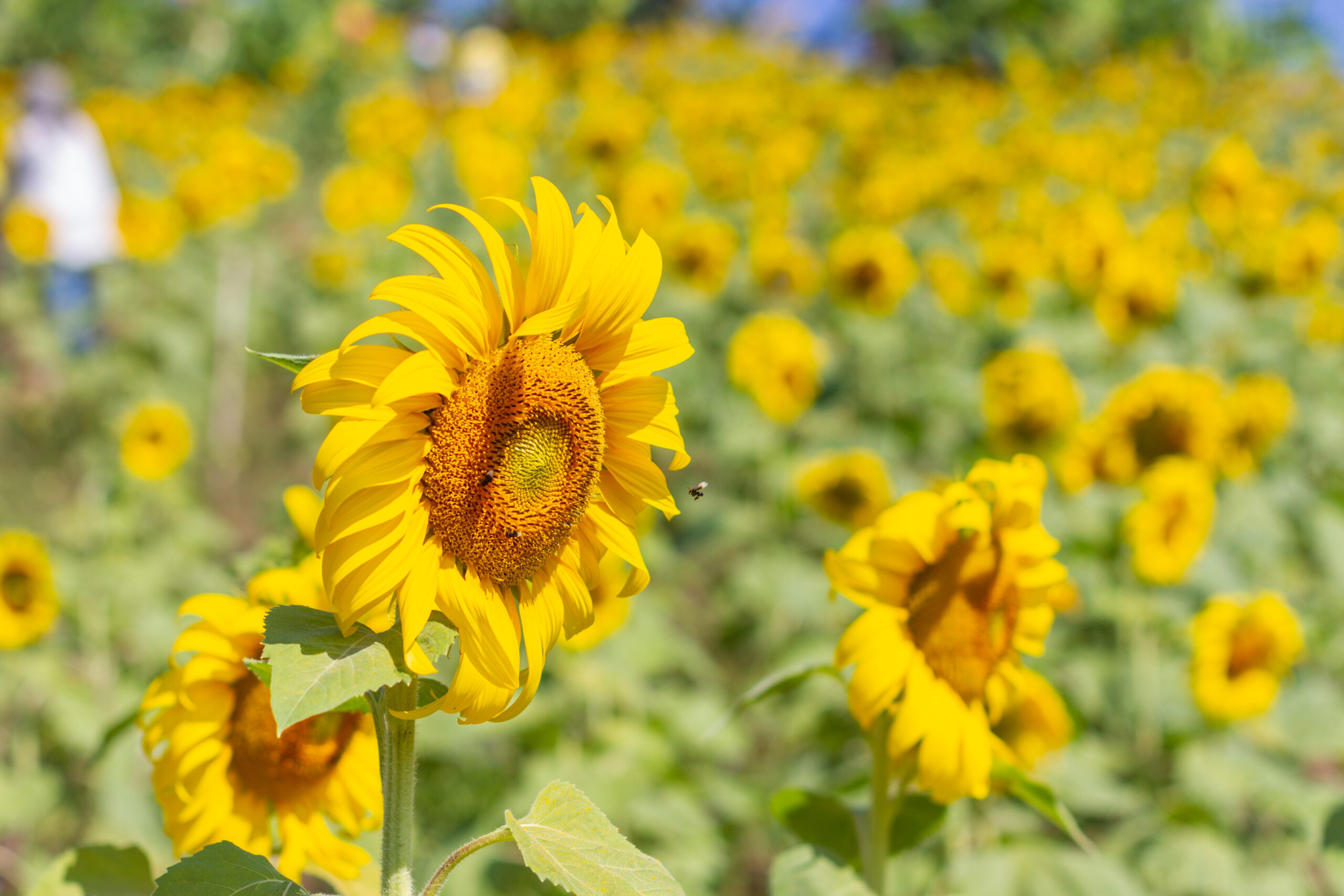 Girasol con costos en alza en enero