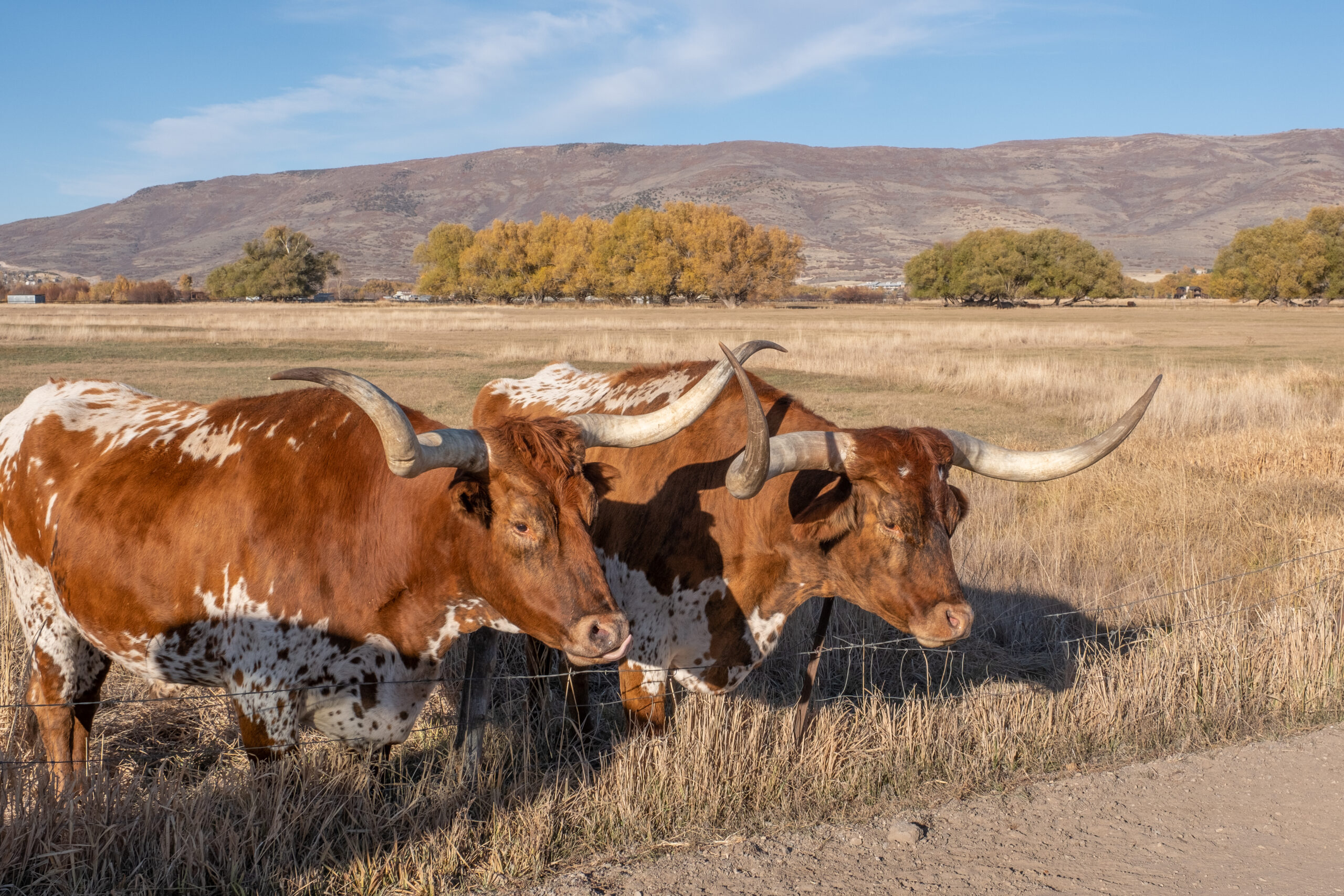 Aún en un clima de mucha cautela, los toros recuperan terreno con miras al próximo ciclo