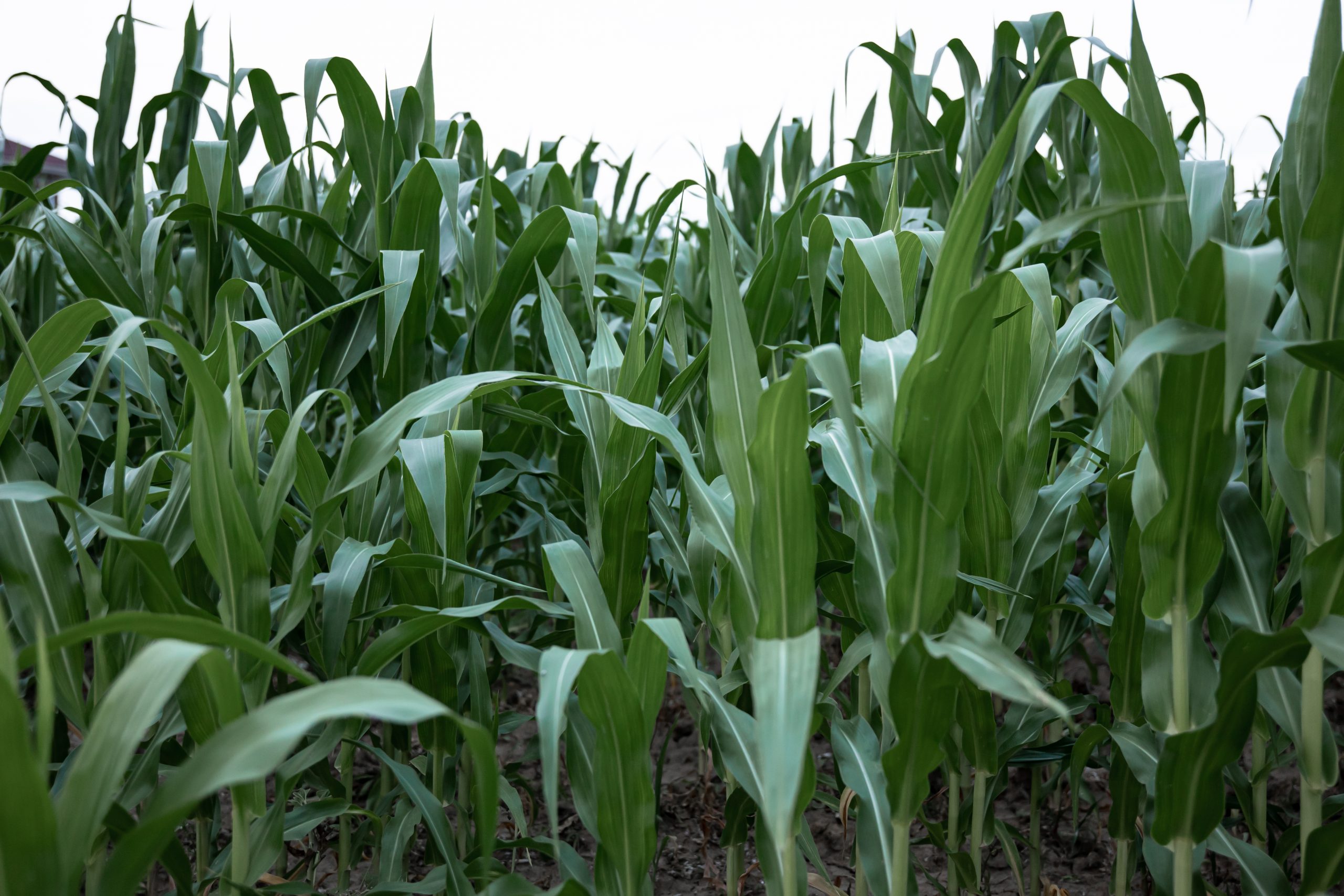 Los costos del maíz están más altos en quintales ¿Por qué?