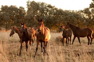 Se reabren las exportaciones de equinos en pie a Malasia